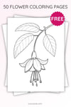 Fuchsia Flower Coloring Page for Kids | Printable Hanging Bloom Art PDF | US Letter | TutuCards Beautiful Flowers Series preview 3