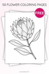 Protea Flower Coloring Page for Kids | Printable Exotic Bloom Art PDF | US Letter | TutuCards Nature Study Series preview 3