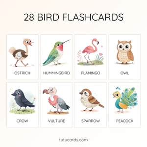 28 Cute Colorful Bird Flashcards | Printable Cards | 3.5x5 inch | Kids Learning & Classroom Decor - flashcards